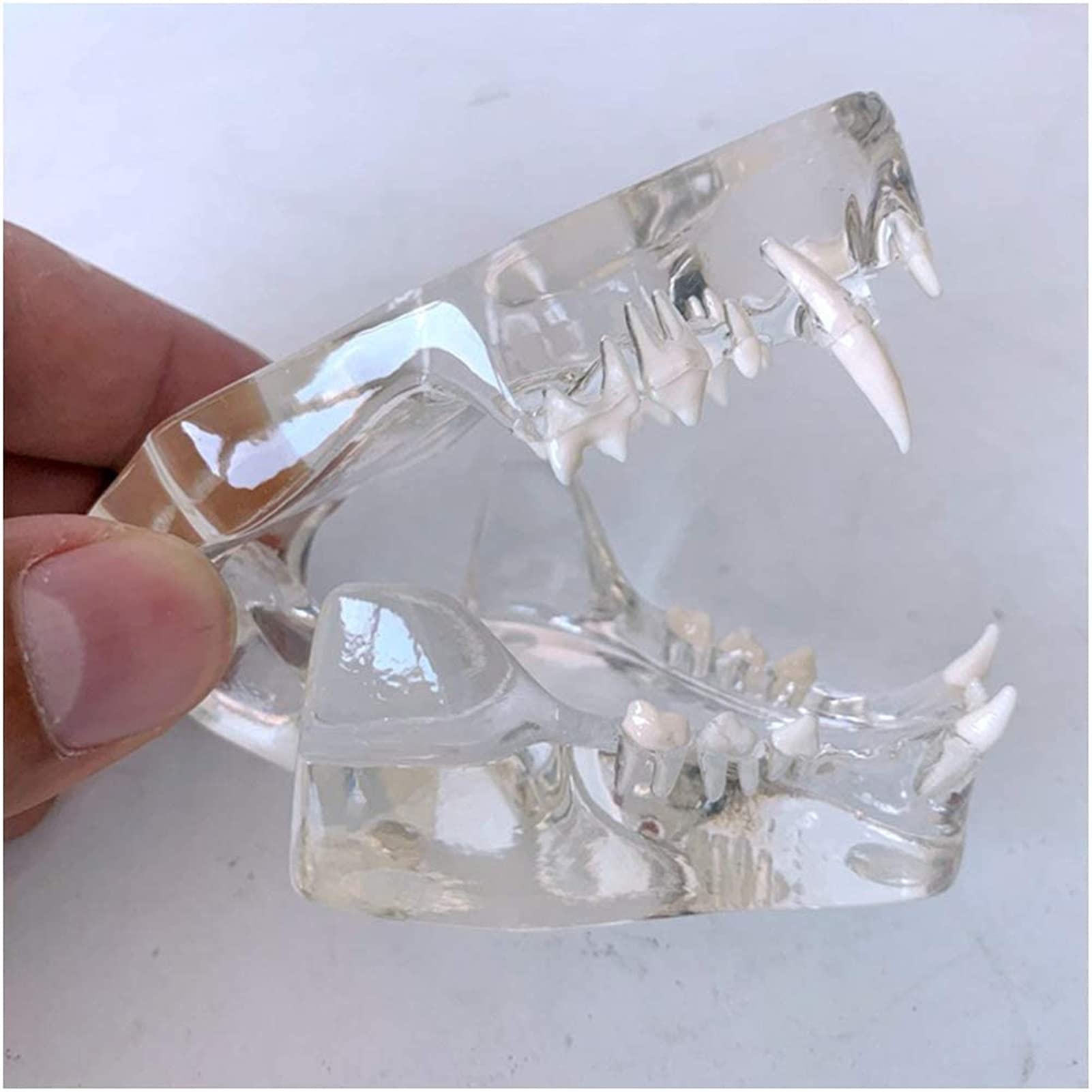 Przezroczysty model zębów kota - Medyczny anatomiczny model zębów kota - Model anatomiczny Kryształowe zęby kota - do prezentacji w laboratorium weterynaryjnym Materiały dydaktyczne