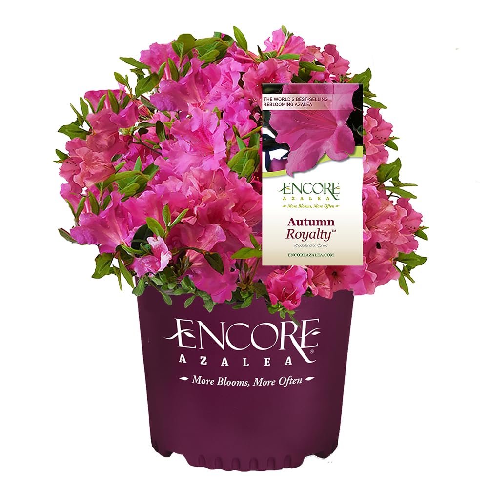 Encore Azalea Autumn Royalty (1 Gallon) Azalea of THE Year Purple Flowering Shrub