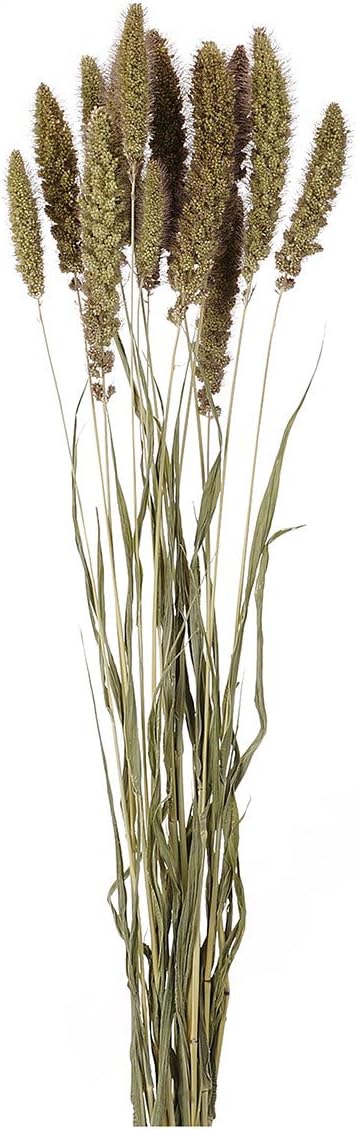 セタリアブラック ドライフラワー 1束 海外限定 ナチュラル Fd