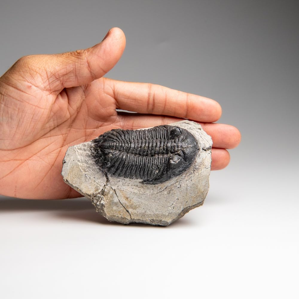 Genuine Trilobite (Ptychopariida) Fossil on Matrix (336.7 Grams)