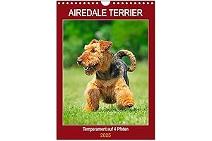 Airedale Terrier Wall Calendar 2025, DIN A4