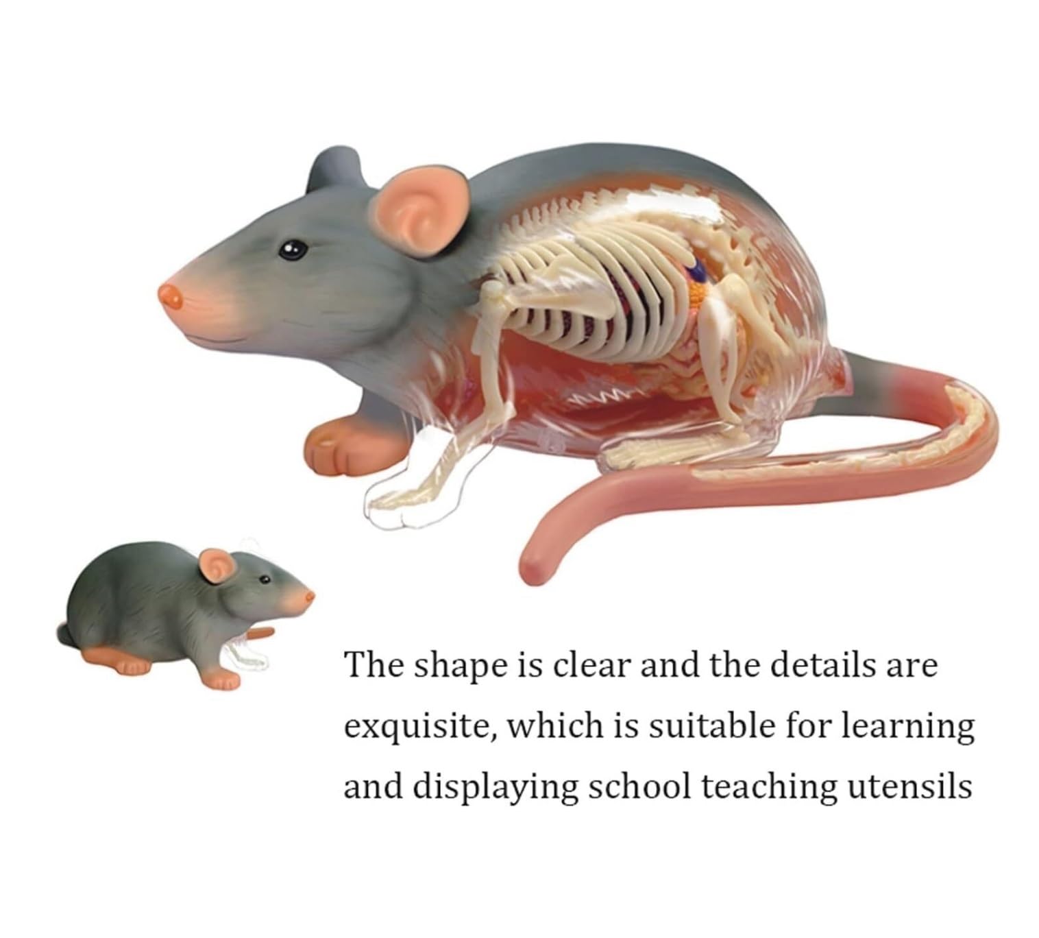 Cours de Médecine Modèle Anatomique De Souris 4d 29, Organe Et Partie du Corps Détachables, Idéal pour L'éducation Et La Médecine Enseignement Scolaire(White)
