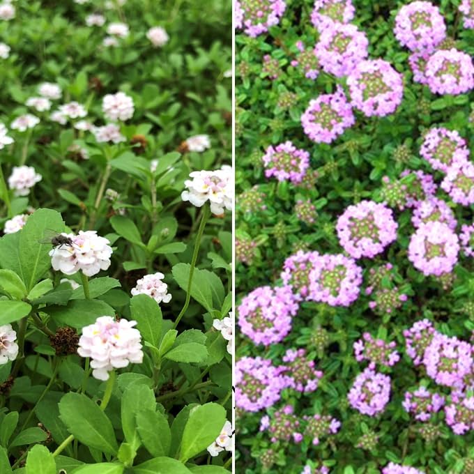 リピア（ヒメイワダレソウ）35ポット リピア（ヒメイワダレソウ）35ポット 送料無料 | 関戸園芸