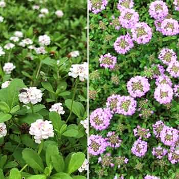 61qmEgABnCL._AC_UF350,