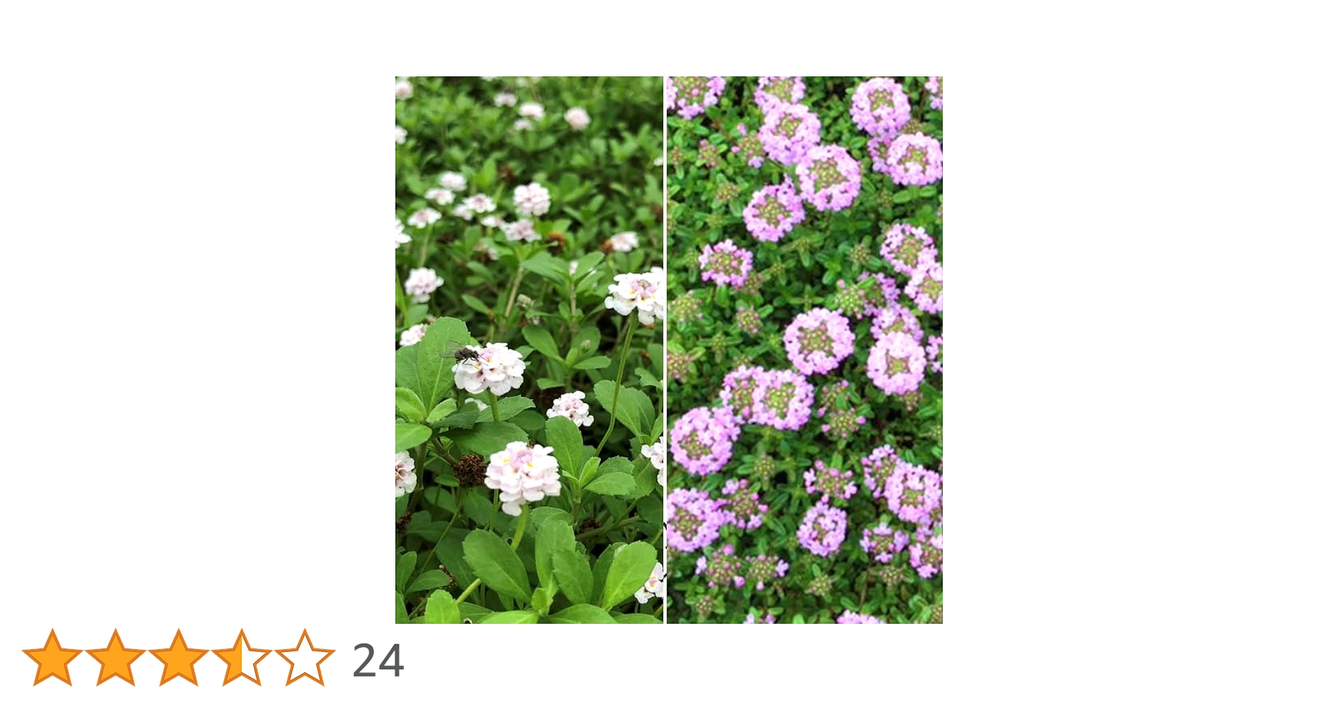 Amazon.co.jp: ヒメイワダレソウ（リピア）・クリーピングタイム