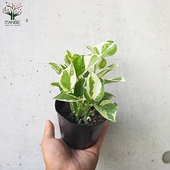 Amazon｜ITANSE 斑入りポトス 3号ポット 2品種各1個セット 内容