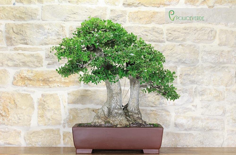 Bonsai Yamadori di Phyllirea (3)