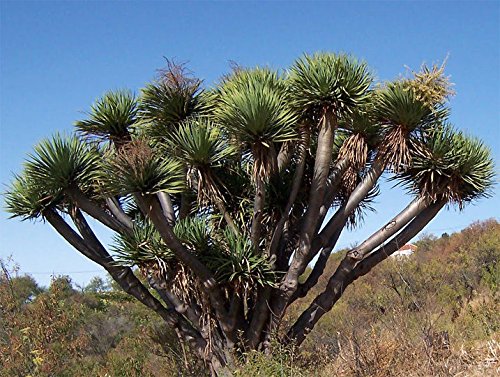 Amazon | 【種子】Dracaena Draco◇ドラセナ・ドラコ◎「長寿の木