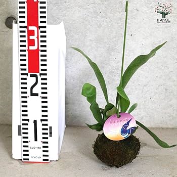 大型サイズ約16株！ビカクシダ ビフルカツム 苔玉② Amazon｜ビカクシダ(コウモリラン) ビフルカツム 苔玉 Lサイズ 2