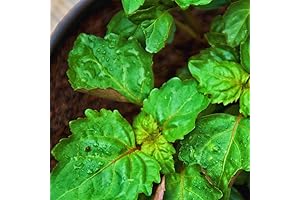 Embrace the Earthy Aroma: Live Patchouli Plants for Gardens and Souls