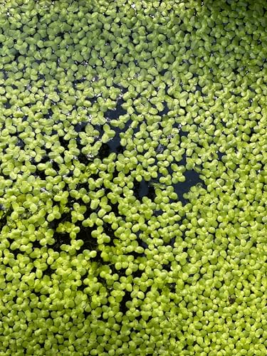 WASSERPFLANZEN WOLFF - eine Portion Lemna Minor – Wasserlinsen | Schwimmpflanze für Teich & Aquarium | algenhemmend, winterhart, schnellwüchsig | Perfekt als Futterpflanze | Schutz für Fische WASSERPFLANZEN WOLFF - eine Portion Lemna Minor – Wasserlinsen | Schwimmpflanze für Teich & Aquarium | algenhemmend, winterhart, schnellwüchsig | Perfekt als Futterpflanze | Schutz für Fische