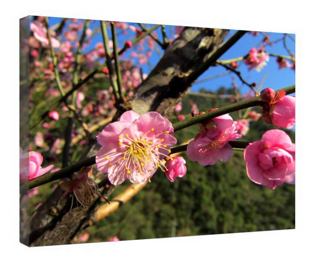 ¿Paredes vacías? Este lienzo de cerezo en flor de 16x20 con marco de madera da vida 4