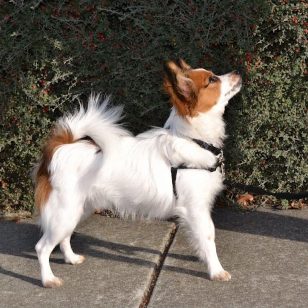 Anti Zieh Hundegeschirr - SENSEation Harness Erziehungsgeschirr - Erziehungshalsband - Reduziert Ziehen an der Leine - Medium