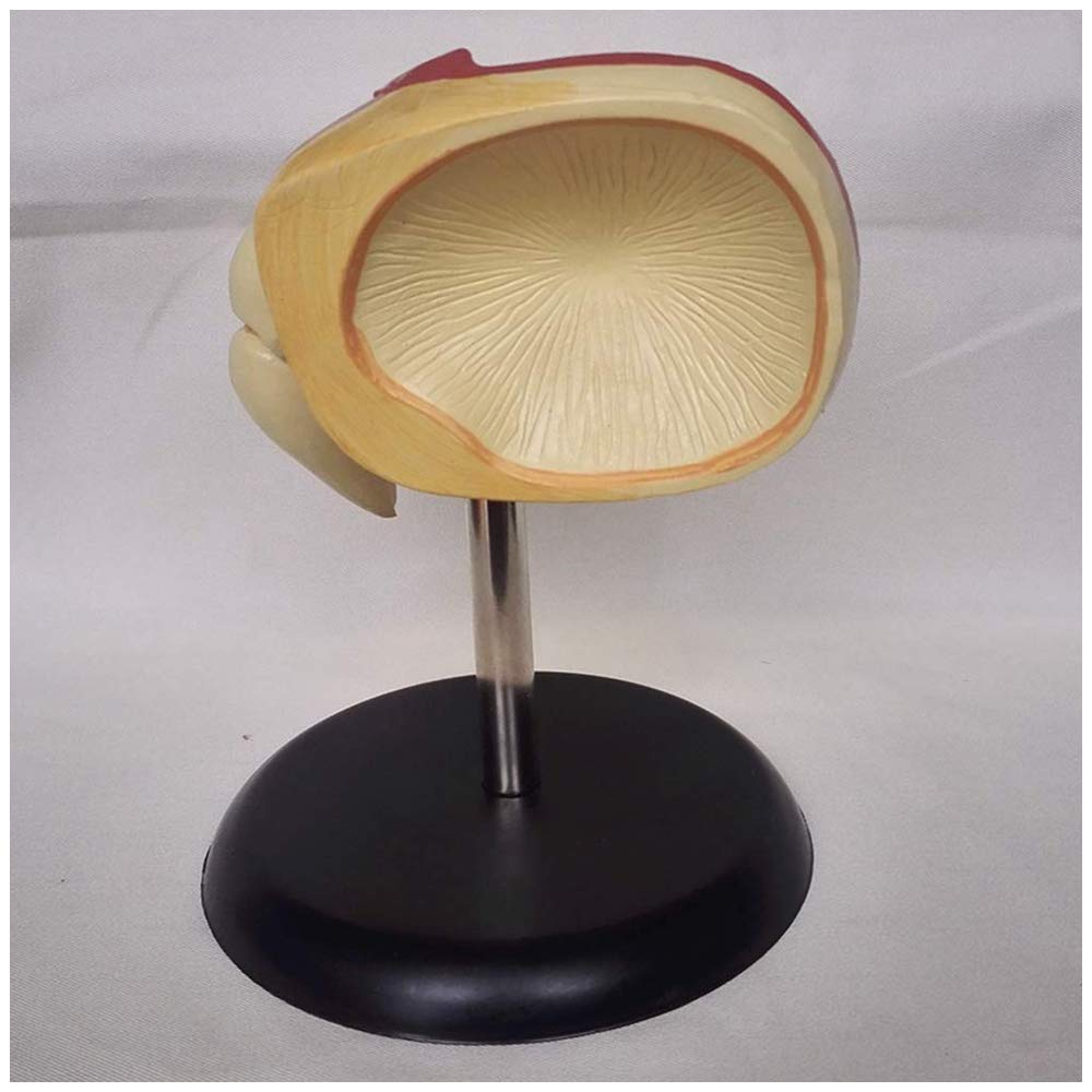 Model ślimakowy - Model ucha ludzkiego - Materiały dydaktyczne Model symulacyjny ślimakowy Medyczny anatomiczny model ucha - Do szkolnego narzędzia do wyświetlania nauczania medycznego, sprzętu labor