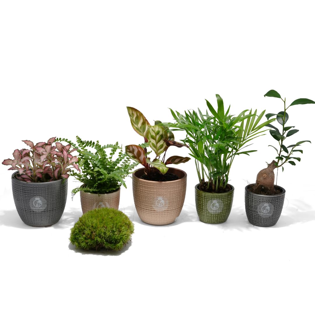 Terrarium Live Plants Set of 5: Fittonia, Fern, Calathea, Parlour Palm, Ficus Bonsai & Moss | Plants for Terrarium | Indoor Miniature Plant Collection | Humidity-Loving, Low Maintenance, Home Decor