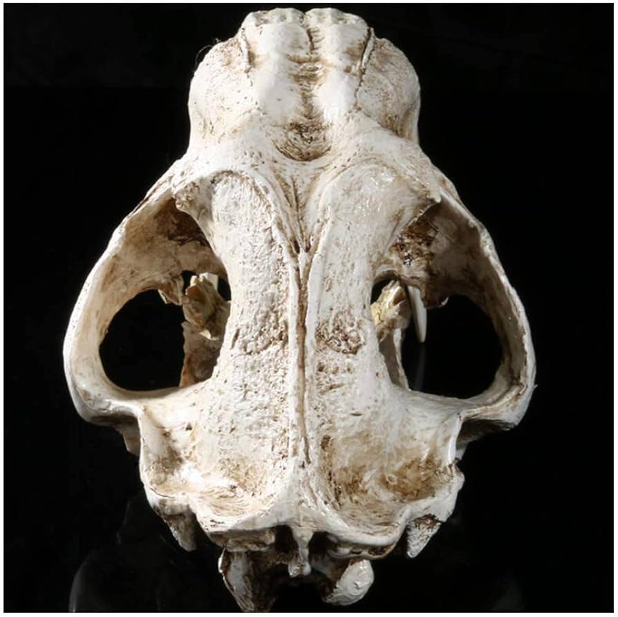 61qnGYm2T7L._AC_UF894,