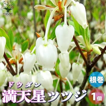 良形かつ根本の立ち姿が力強い ドウダンツツジ 484 樹高1.3m位 灯台躑躅 61qnPH0BcZL._UF350,350_QL80_.jpg