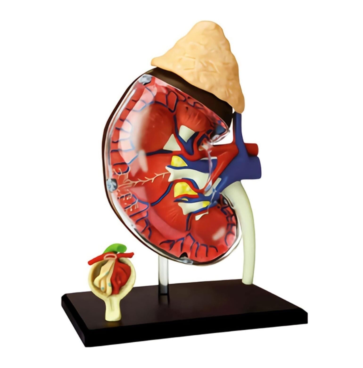 Anatomiczny Ludzkie Model Anatomii Nerek Człowieka 4d Vision Odpinany 13 Części Anatomia Do Nauki Medyczny Model Anatomiczny