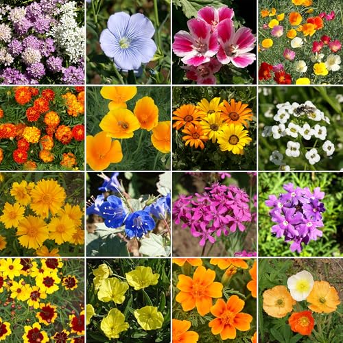 Image of Ferry-Morse Dwarf Rainbow Bulk Wildflower Seeds, 390,000+, 1 lb