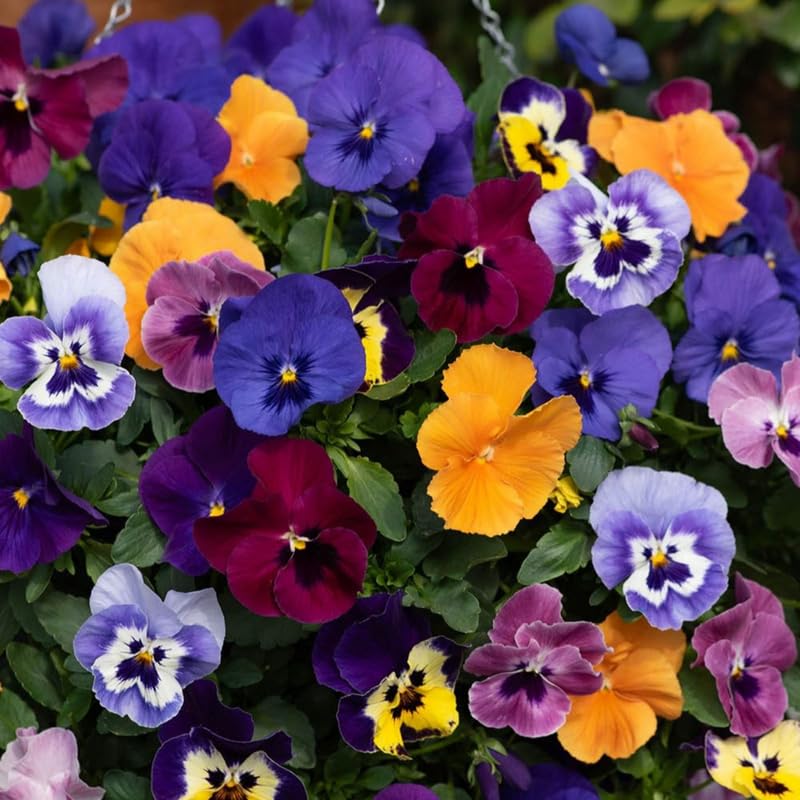 2 Pansies Plants Live, 2-5 Inch Tall Mix Viola Pansy Plants Live Plug, Hardy Annual Flower for Borders, Containers, Hanging Baskets
