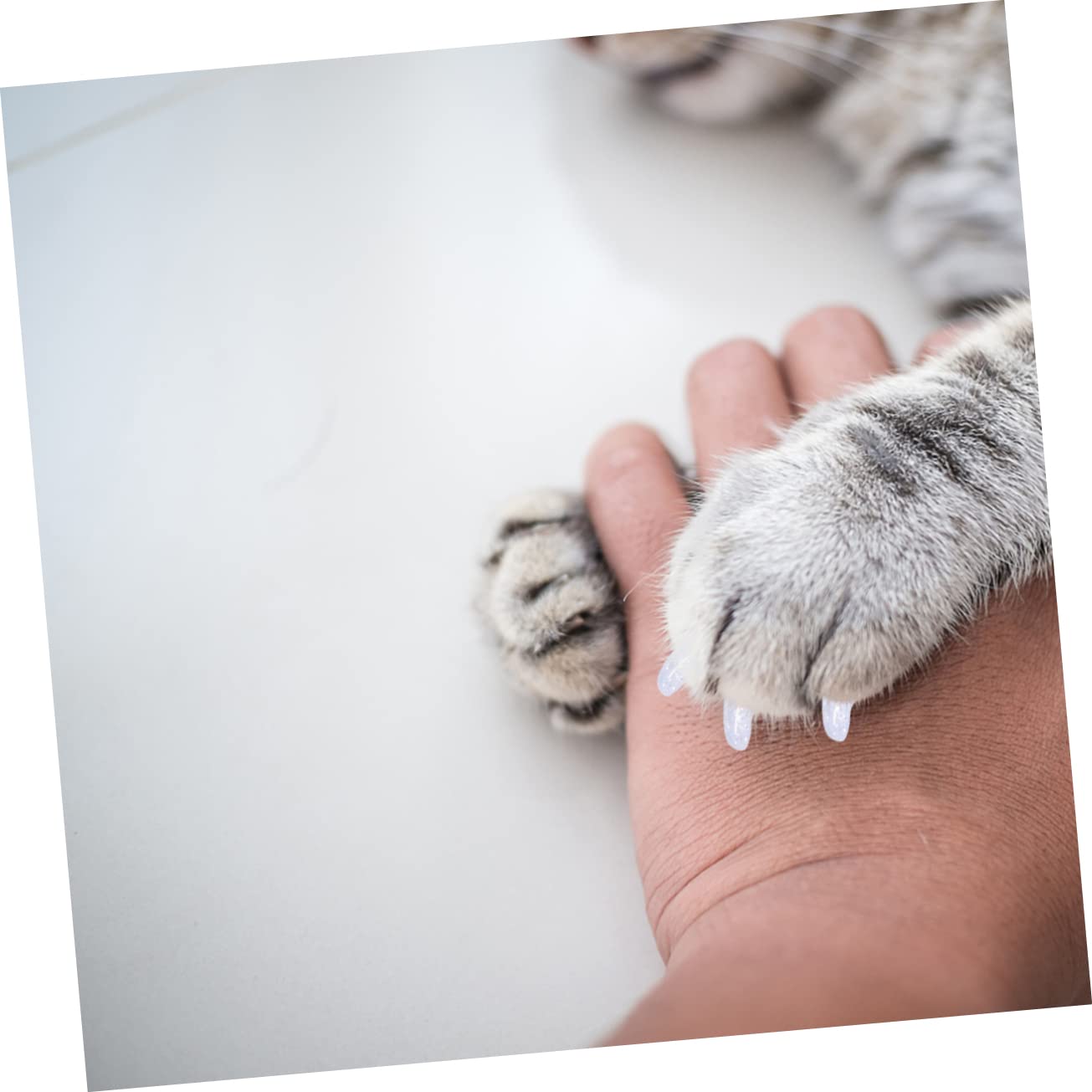 Toddmomy 300 Pièces Ensemble D'Ongles pour Animaux De Compagnie Capuchons De Griffes De Chat Capuchons D'Ongles pour Animaux De Compagnie Capuchons De Griffes pour Chats Couvre-Griffes De