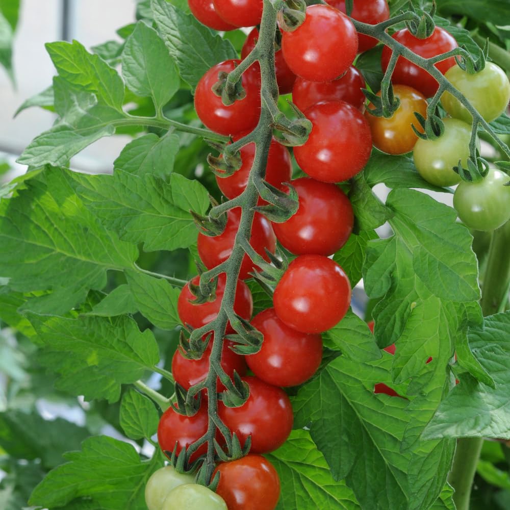 Bedwen Tomato 'Sweet Aperitif' Plug Plant x5, AGM Award‑Winning