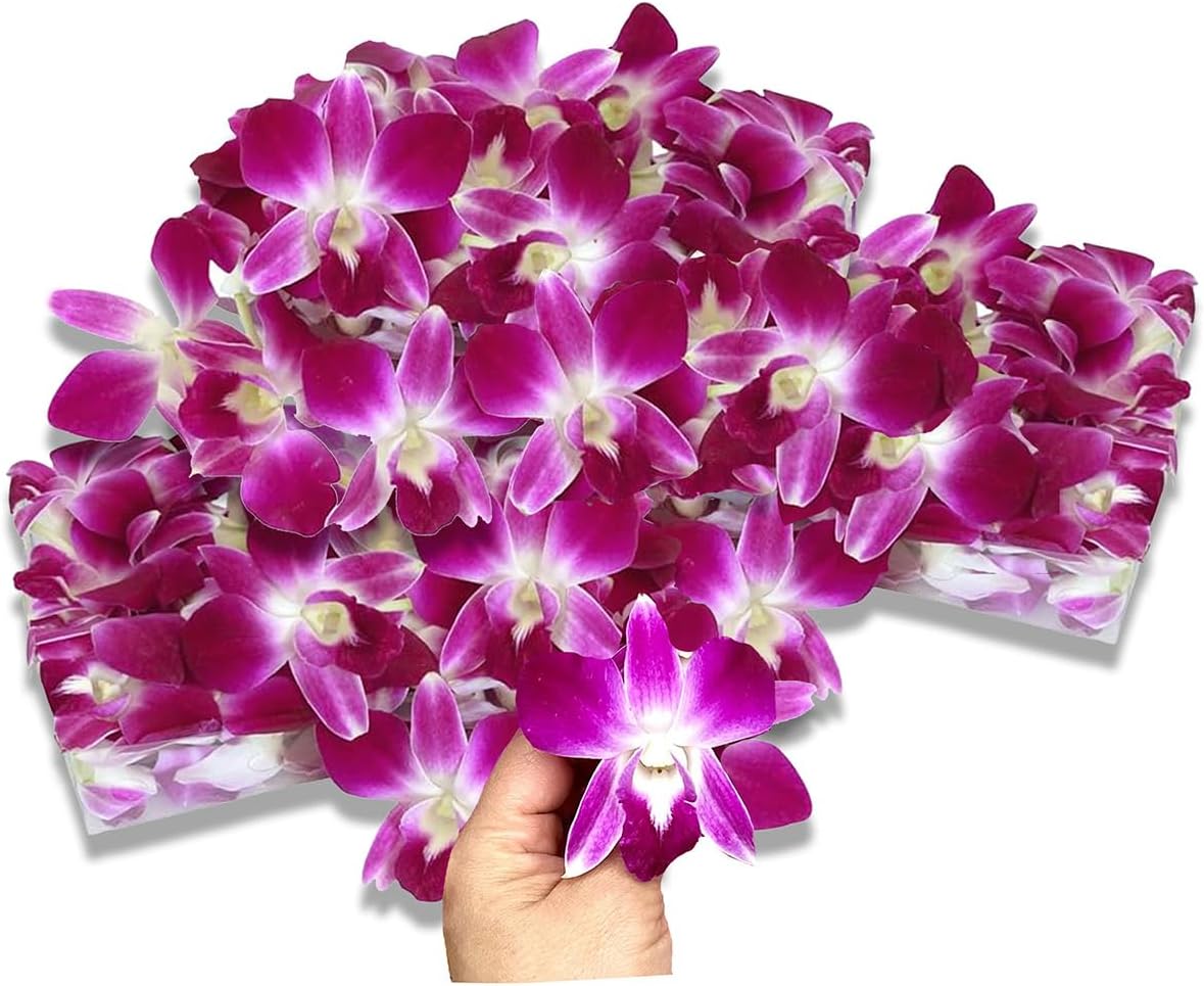 Miami Fresh Orchid Flower OrchidClub USA Sunne Tropical Loose Bloom Head DIY Lei food drink decoration PURPLE (2x50 PURPLE)