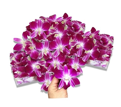 Purple - Orquídea recién cortada con flores sueltas Orchid Club USA Sunne Tropical para Lei, alimentos y bebidas (2 x 50, púrpura)
