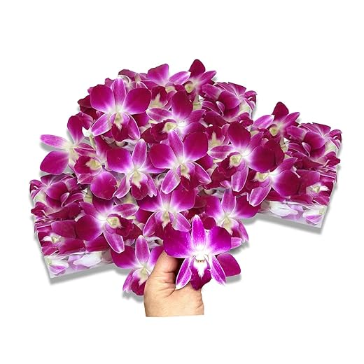 Miami Fresh Orchid Loose Bloom OrchidClub USA Sunne Tropical Flower Head DIY Lei food drink decoration (100 PURPLE)