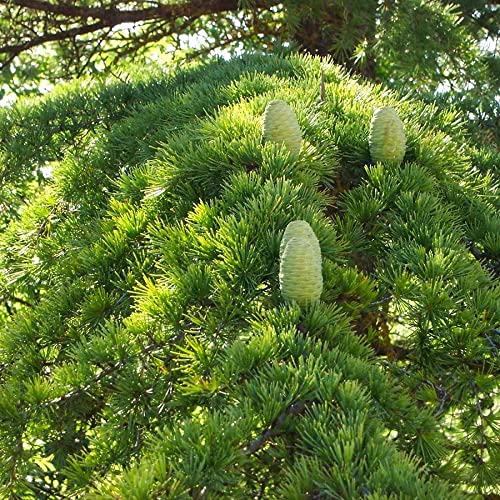 Cedrus Libani Seeds Cedar Of Lebanon Needled Evergreen Drought Tolerant Landscape Outdoor 15Pcs Tree Seeds By Yegaol Garden #TOP4