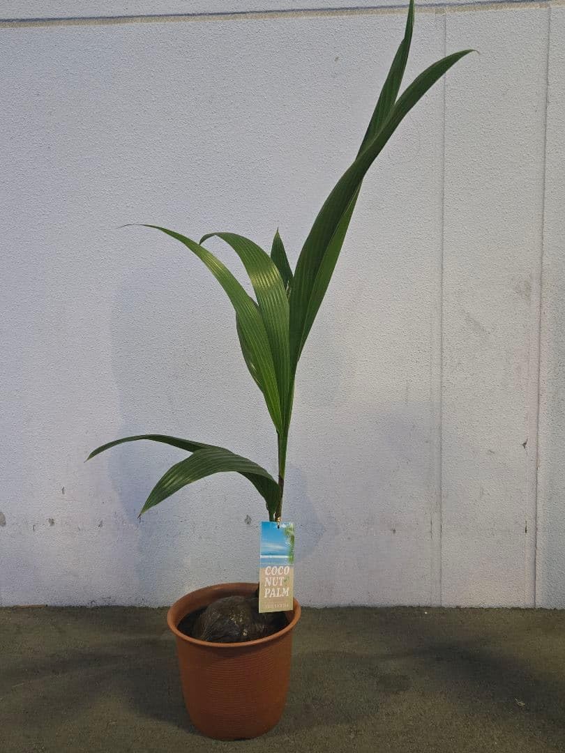 ☆ 観葉植物☆ココヤシ☆椰子の実 ヤシの実 ココナッツ☆7号