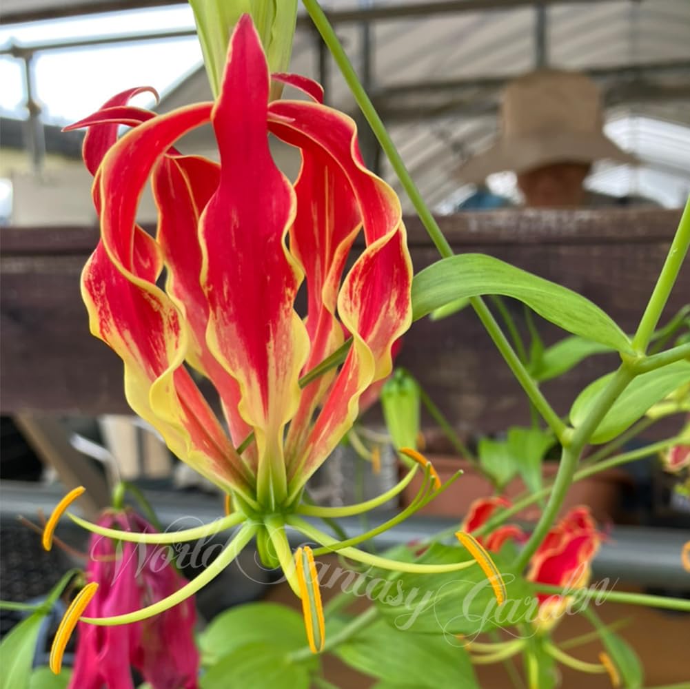 Amazon.co.jp: [World Fantasy Garden] 球根苗 グロリオサ サザン