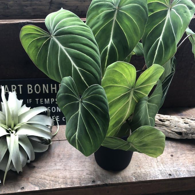 Amazon｜6号 フィロデンドロン グロリオーサム 可愛い 観葉植物｜観葉