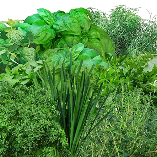Aerogarden Gourmet Herb Seed Pod Kit - Herb Seeds For Aerogarden Indoor Garden, 9-Pod #TOP2