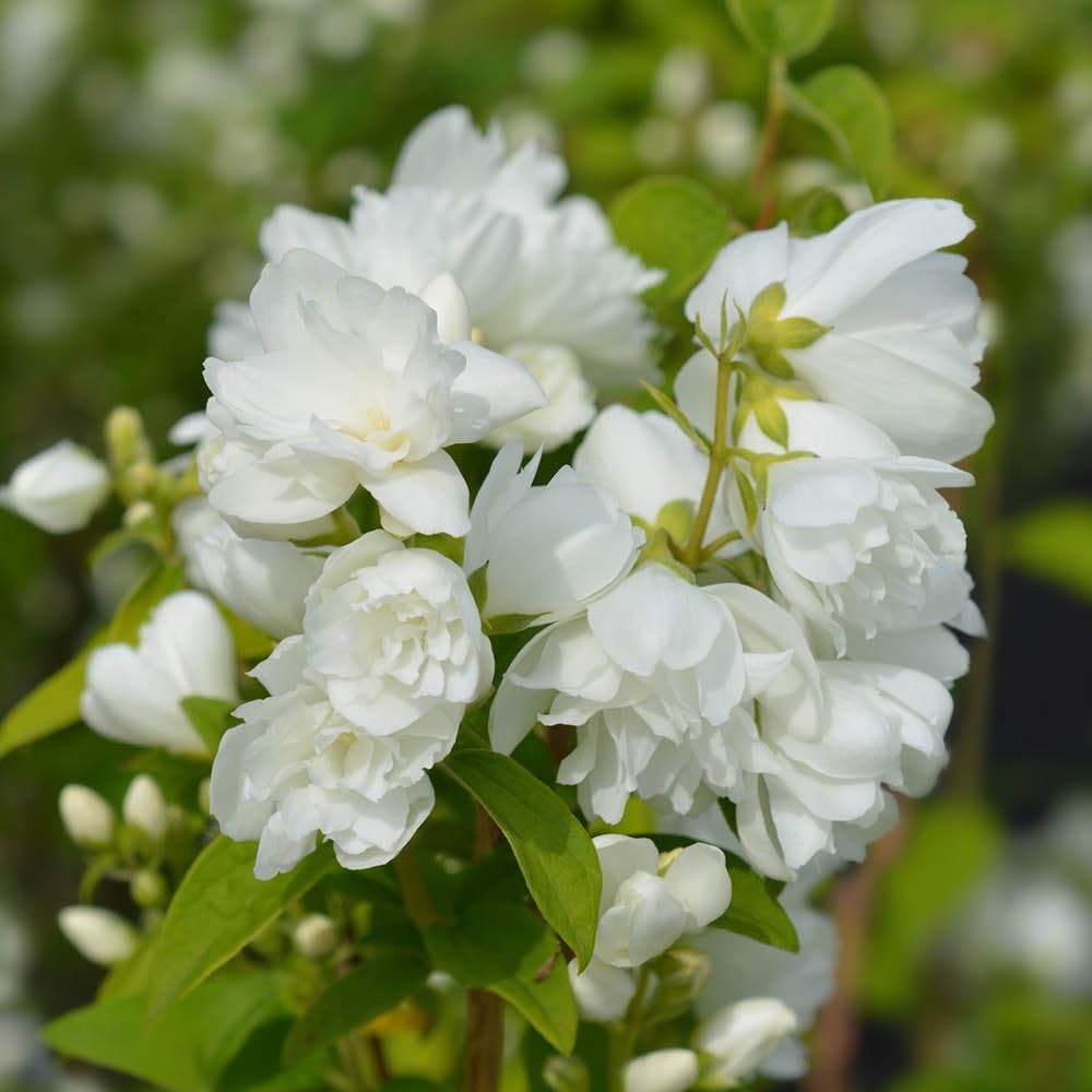 You Garden - 1 x Philadelphus Virginal - Mock Orange Plant in a 2-3L Pot - Beautiful White Blossom Tree for Gardens Supplied as 1 x Establsihed Plant Ready to Plant Out Now