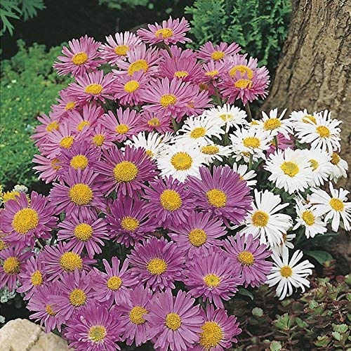 See full amazon price history chart for Golden Hills Farm® (AVG 200-3000) seeds Rare Aster" Alpine Mixed" Hybrid Golden Hills Farm® (AVG 200-3000) seeds Rare Aster" Alpine Mixed" Hybrid (B085QCWBZC) Amazon Price History, Amazon Price Tracker
