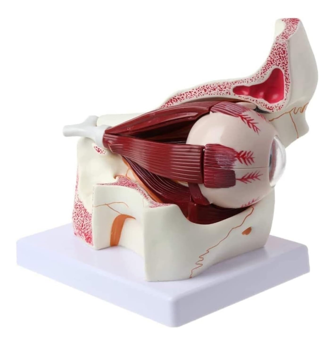 Anatomía De La Educación Modelo Anatómico De Ojo Humano Agrandado 3X, Globo Ocular Y Esqueleto Párpado, Pantalla Anatómica Órbita Muñeca de Anatomía