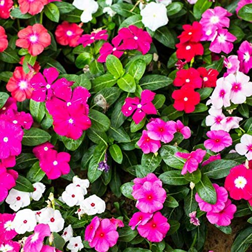 Green Paradise Vinca flowers Live Plant Beautiful FUll Year Flowering basamasi plants(Pack of 2) (B08WKCLG81) Amazon Price History, Amazon Price Tracker