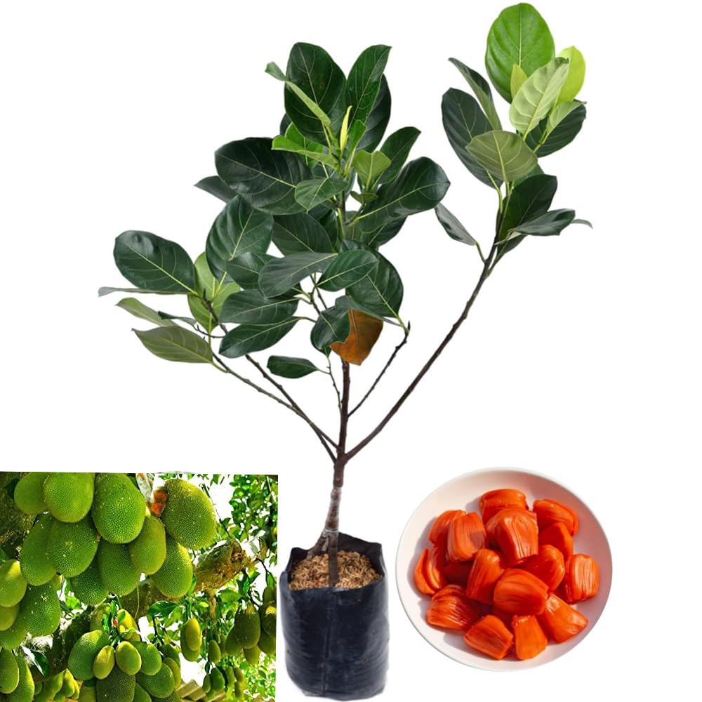 Bahan Traders All Season Jackfruit Plant - "Vietnam Daeng Surya" Variety Grafted Fruit Tree Height 1.5-2 Feet, Early Fruiting in 1 Year (B0D3MBSBDZ) Amazon Price History, Amazon Price Tracker