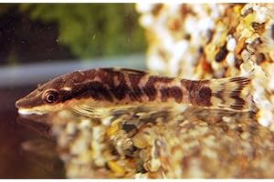 Live Otocinclus Zebra Catfish