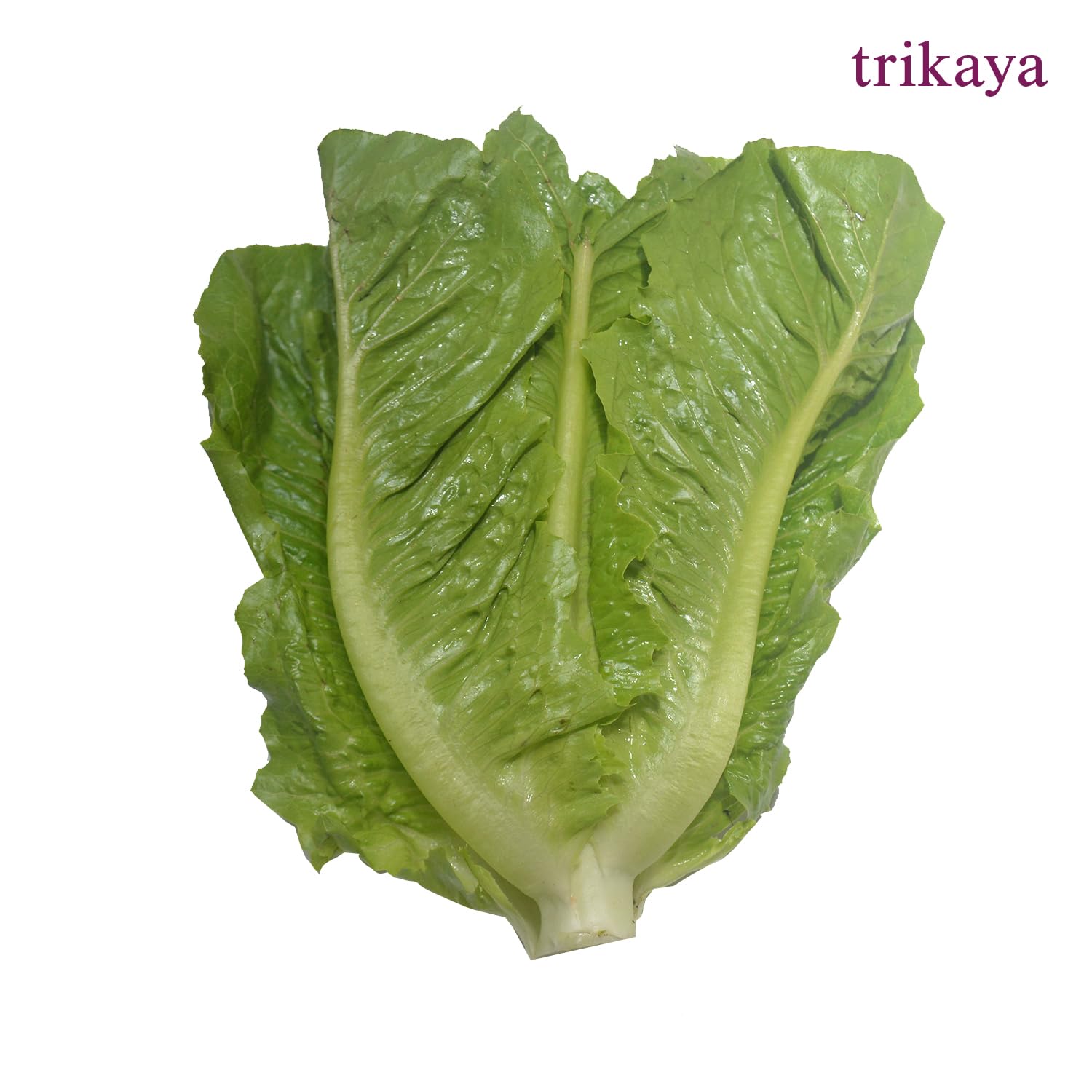 Trikaya Lettuce Romaine Green, 250 g