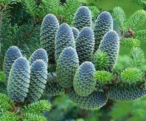 25 Semillas de Abeto Coreano (Abies koreana) – Conífera Perenne Ornamental de Conos Violetas – Ideal para Jardín, Bonsái y Climas Fríos