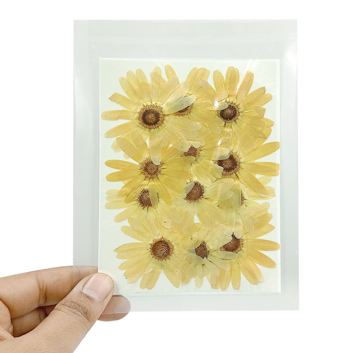 YellowCult Natural Real Dried & Pressed Flowers Sheets for Art Craft - Mixed, Multicolor for Soap, Candle, Journal, DIY, Resin Jewelry, Pendant - [Margherita Flower-Yellow]-picture-30