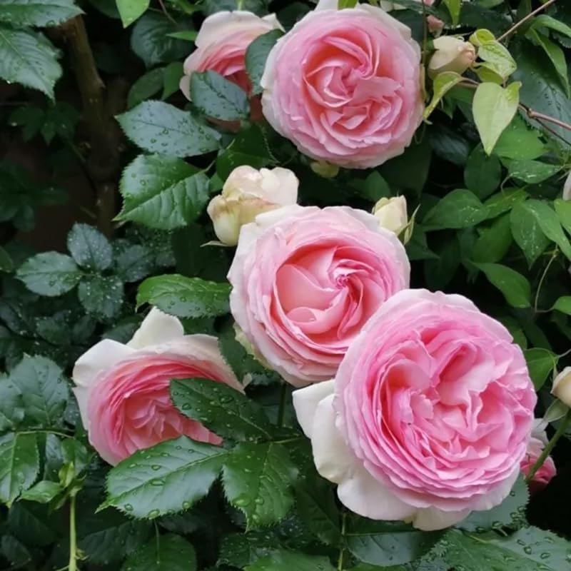 Miniatura 4 de Más de 100 rosas rosadas trepadoras, reliquia de jardín al aire libre, vid para el hogar, paisaje, rosa, arbusto, vid trepadora, mariposa fragante