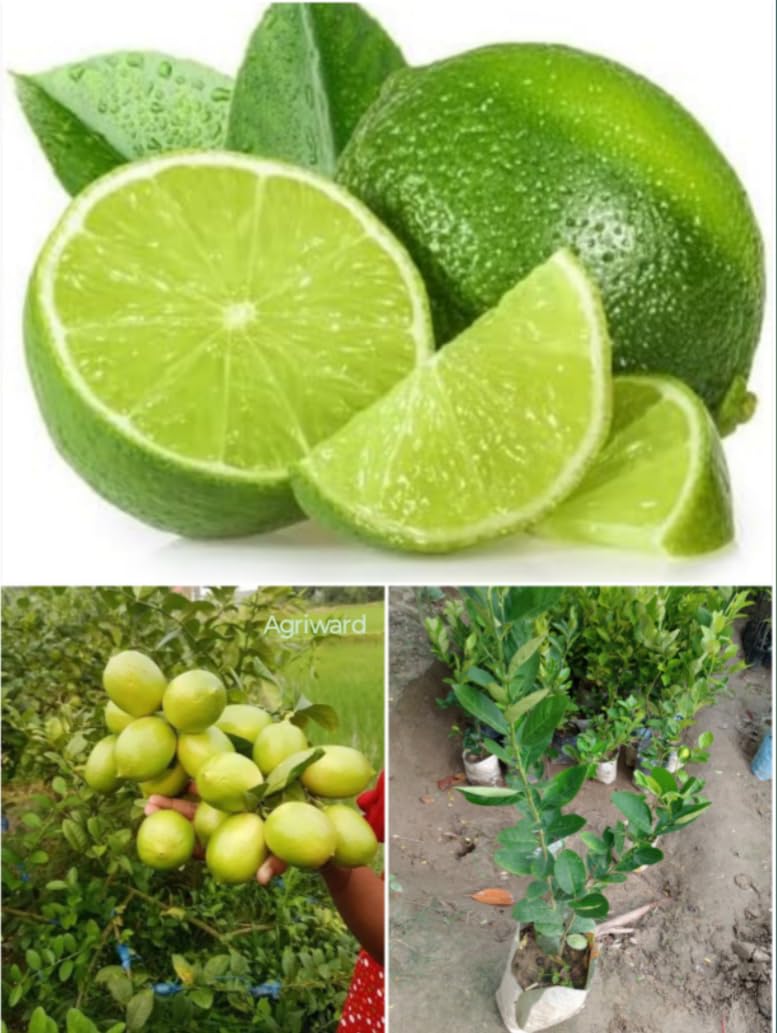Thai SeedLess Lemon Plant One Healthy Live Grafted Hybrid All Season Air -Layering SeedLess Lemon Plant, After Fruiting 6 Month (Plant Hight 2 Feet,Pack of 1 Plant) (B0DBV3D6SD) Amazon Price History, Amazon Price Tracker