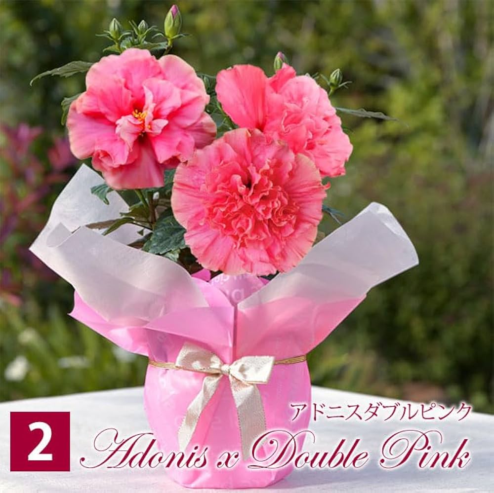 ピンクのハイビスカス鉢植え Amazon｜World Fantasy Garden 母の日 ギフト 花 鉢植え