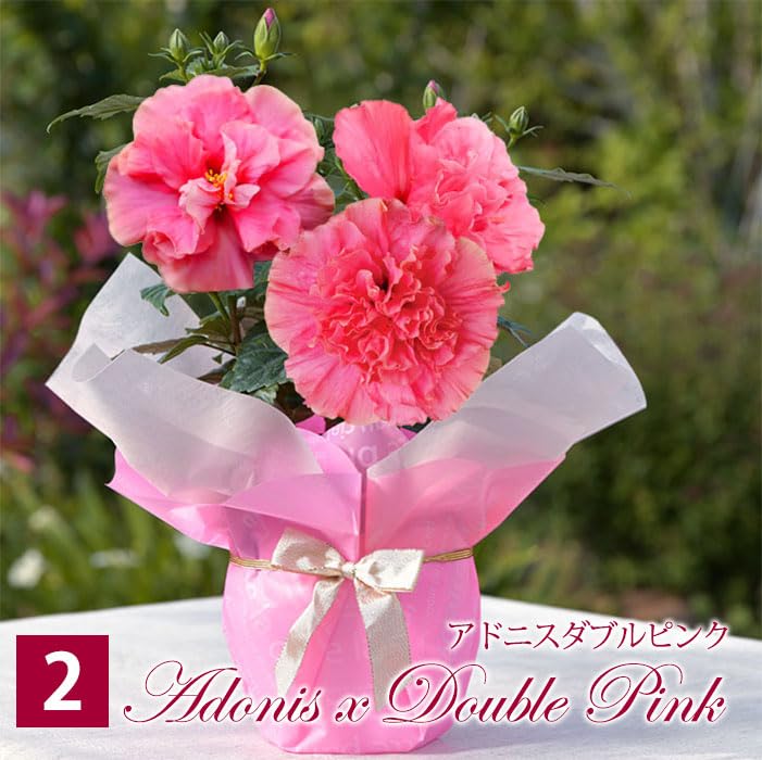 Amazon｜World Fantasy Garden 母の日 ギフト 花 鉢植え ハイビスカス