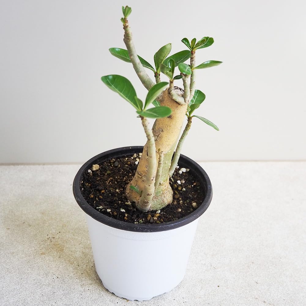 Amazon｜ITANSE アデニウム セネガル産 花複色 1個売り