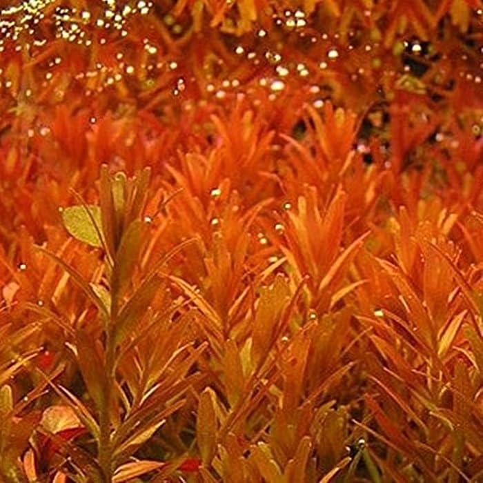 6 Bunches Of Rotala Magenta Aquarium Plants - Easy Low-Light Freshwater Aquascaping For Planted Tanks