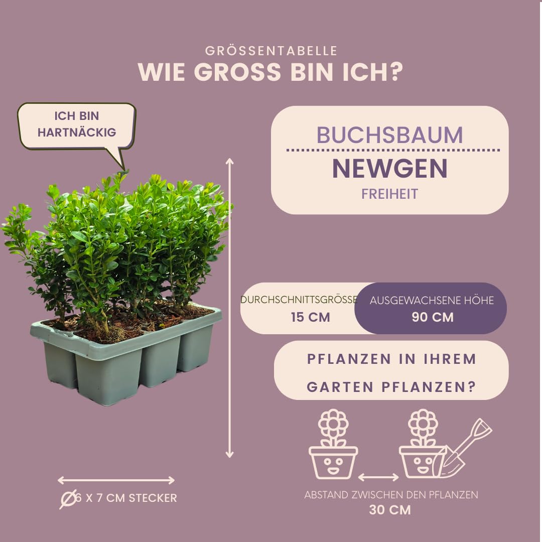 Piante di Bosso Sempreverde, per Siepi e Giardino, Verde, Set da 12